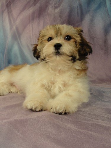 Male Shih tzu Bichon puppy for sale #13 Born November 26, 2011